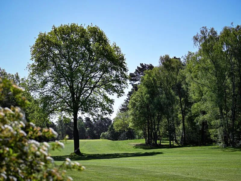 Blick über das Fairway mit altem Baumbestand im Sonnenlicht