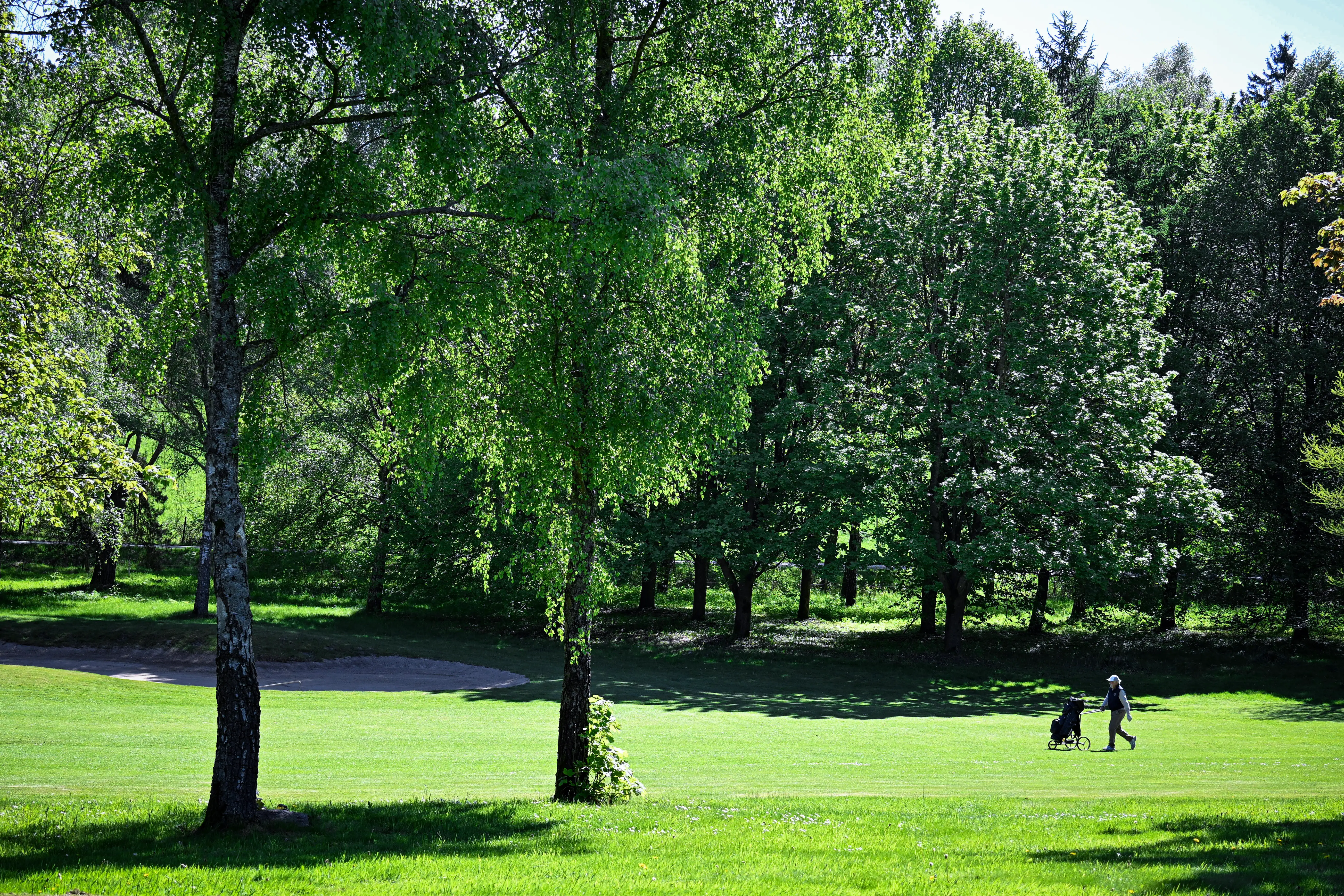 Golfer mit Trolley auf dem Fairway zwischen Birken im Sonnenlicht