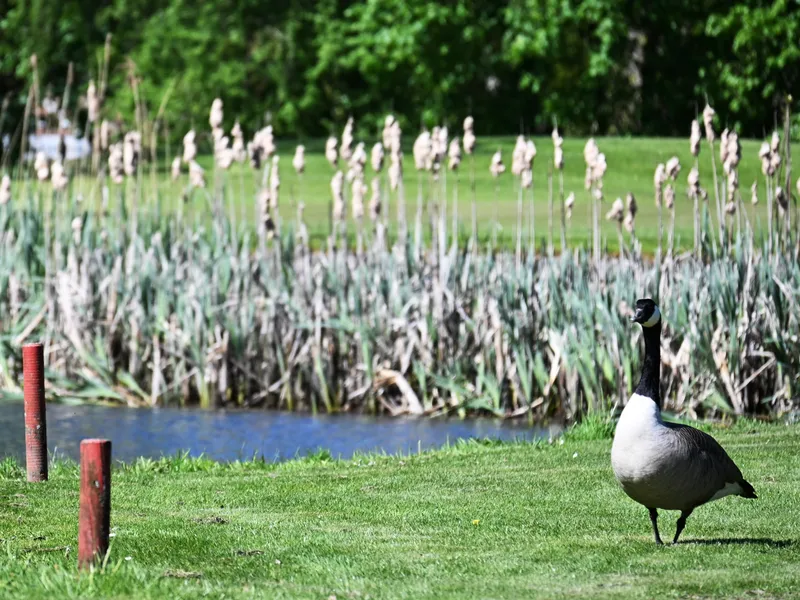 Kanadagans am Teich mit Schilf am Platzrand